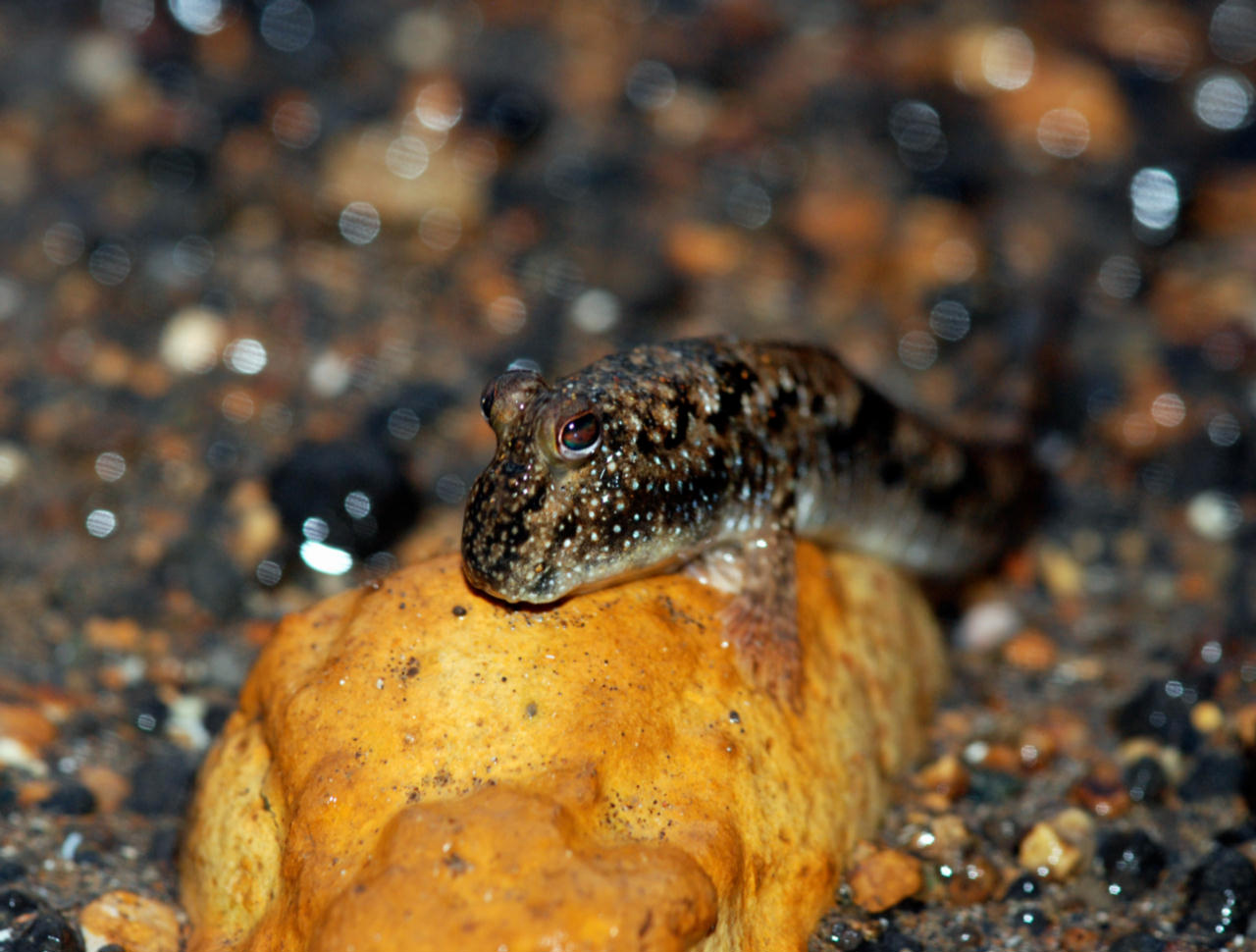 Periophthalmus barbarus (Ghiozzo saltafango)